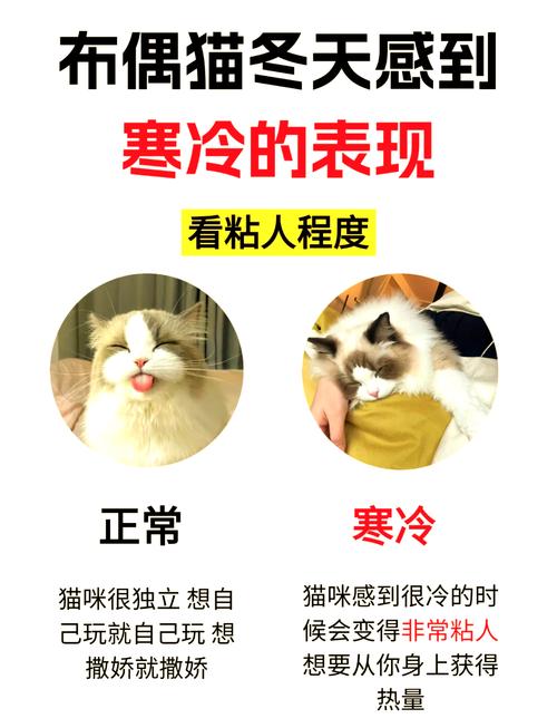 猫咪为什么怕冷_猫为何怕冷-第4张图片-后鲨宠物 猫咪为什么怕冷_猫为何怕冷-第4张图片-后鲨宠物
