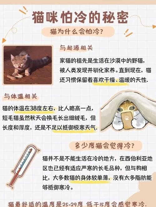 猫咪为什么怕冷_猫为何怕冷-第5张图片-后鲨宠物 猫咪为什么怕冷_猫为何怕冷-第5张图片-后鲨宠物
