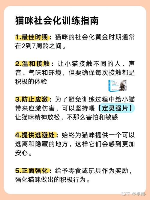猫咪胆小怕人怎么办,猫咪性格胆小怕人?-第2张图片-后鲨宠物 猫咪胆小怕人怎么办,猫咪性格胆小怕人?-第2张图片-后鲨宠物