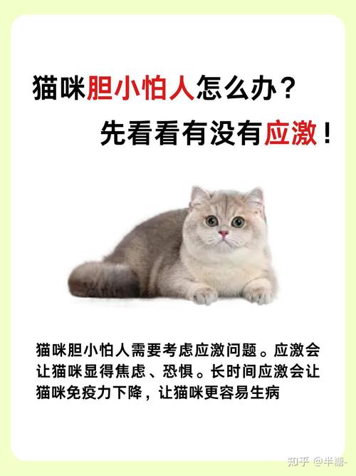 猫咪胆小怕人怎么办,猫咪性格胆小怕人?-第3张图片-后鲨宠物 猫咪胆小怕人怎么办,猫咪性格胆小怕人?-第3张图片-后鲨宠物