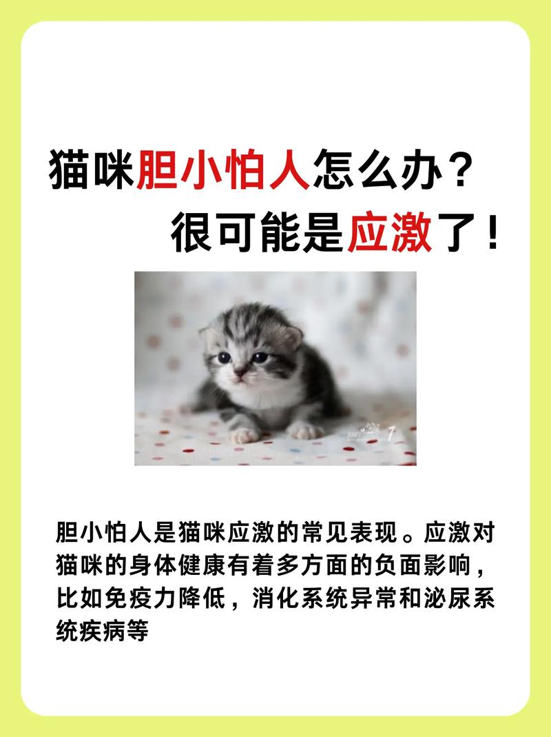猫咪胆小怕人怎么办,猫咪性格胆小怕人?-第6张图片-后鲨宠物 猫咪胆小怕人怎么办,猫咪性格胆小怕人?-第6张图片-后鲨宠物
