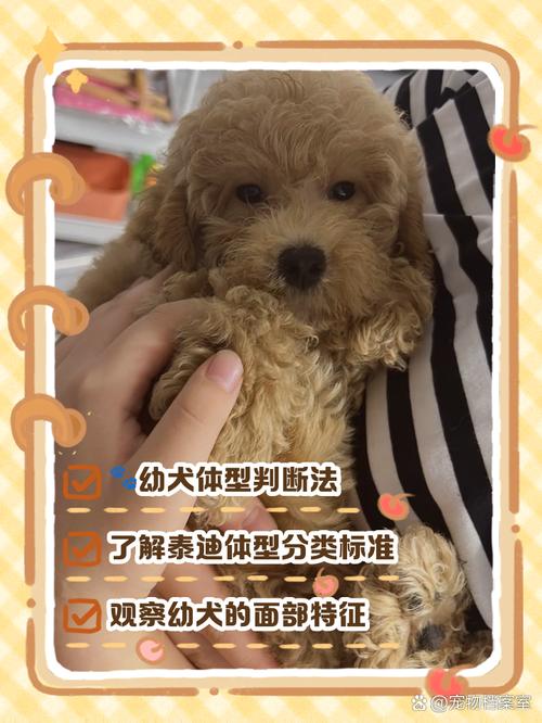 两个月泰迪狗狗怎么养,两个月大的泰迪怎么养-第2张图片-后鲨宠物 两个月泰迪狗狗怎么养,两个月大的泰迪怎么养-第2张图片-后鲨宠物