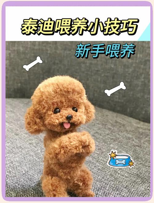 两个月泰迪狗狗怎么养,两个月大的泰迪怎么养-第3张图片-后鲨宠物 两个月泰迪狗狗怎么养,两个月大的泰迪怎么养-第3张图片-后鲨宠物