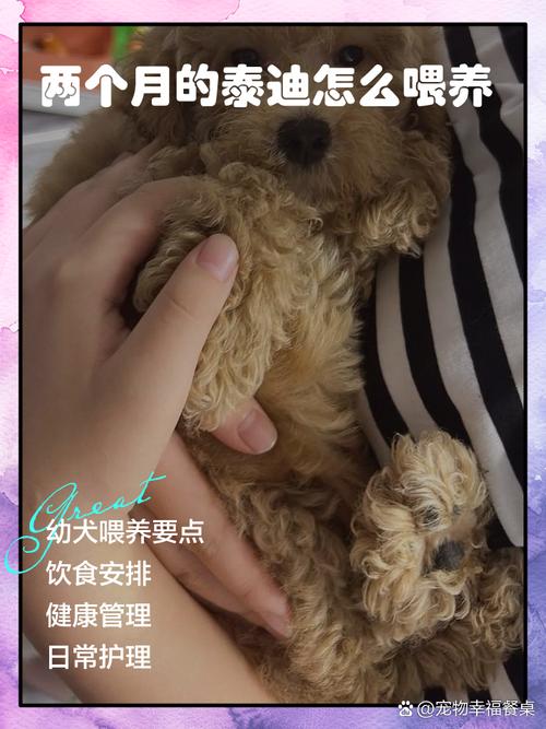 两个月泰迪狗狗怎么养,两个月大的泰迪怎么养-第4张图片-后鲨宠物 两个月泰迪狗狗怎么养,两个月大的泰迪怎么养-第4张图片-后鲨宠物