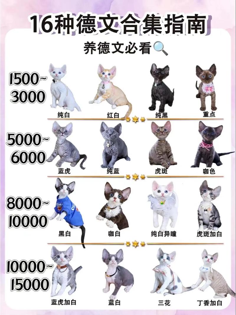 两个月的猫咪多重_两个月的猫咪有多重-第2张图片-后鲨宠物