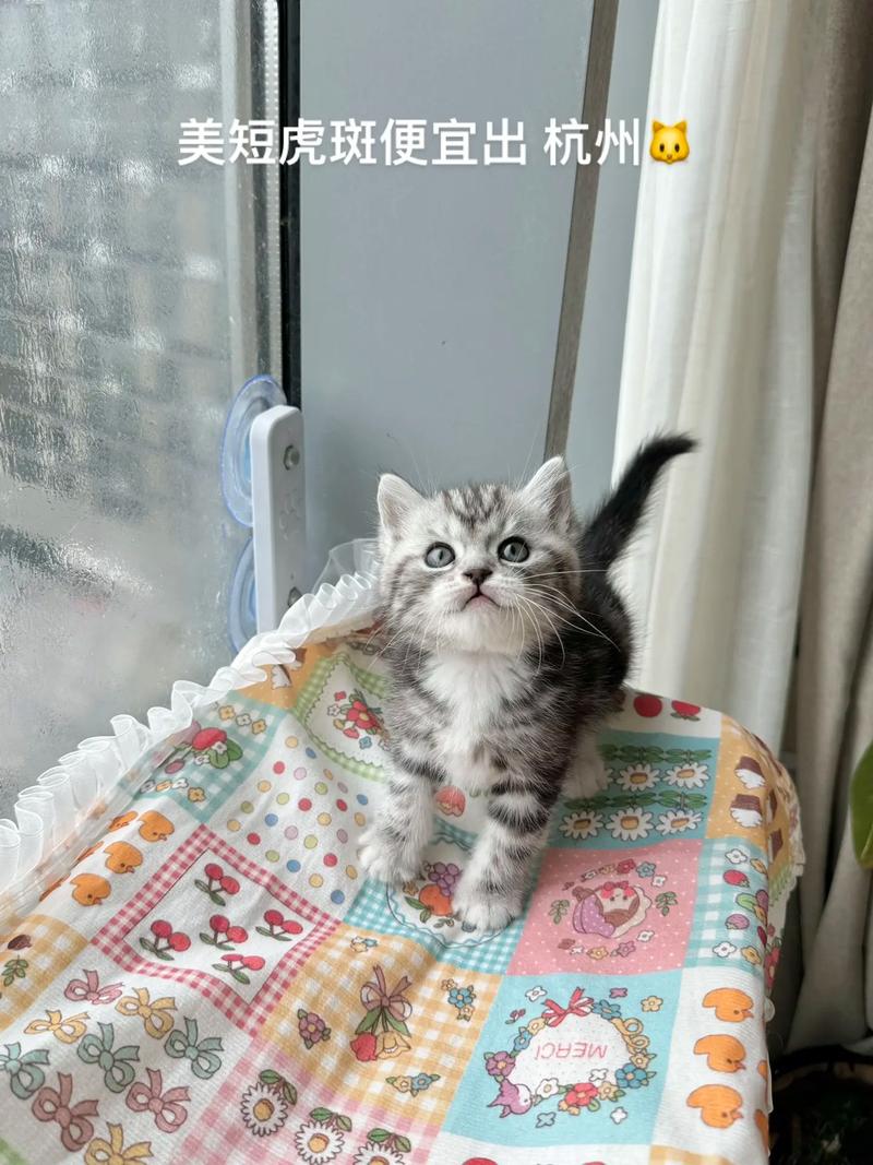 两个月的猫咪多重_两个月的猫咪有多重-第3张图片-后鲨宠物