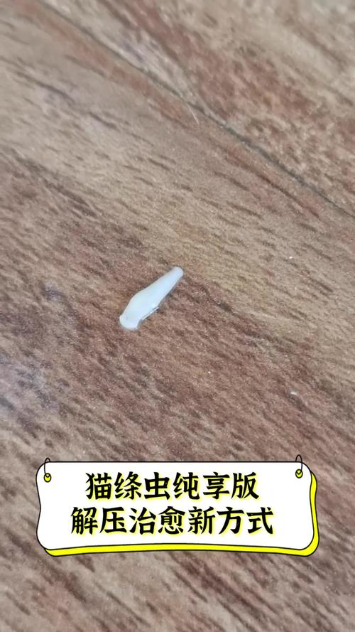猫咪绦虫长什么样,猫的绦虫严重症状?-第2张图片-后鲨宠物 猫咪绦虫长什么样,猫的绦虫严重症状?-第2张图片-后鲨宠物