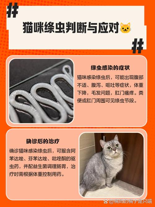 猫咪绦虫长什么样,猫的绦虫严重症状?-第3张图片-后鲨宠物 猫咪绦虫长什么样,猫的绦虫严重症状?-第3张图片-后鲨宠物