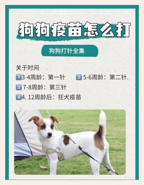 狗狗打完疫苗能出门吗,狗狗打完疫苗能出门吗有影响吗-第3张图片-后鲨宠物 狗狗打完疫苗能出门吗,狗狗打完疫苗能出门吗有影响吗-第3张图片-后鲨宠物