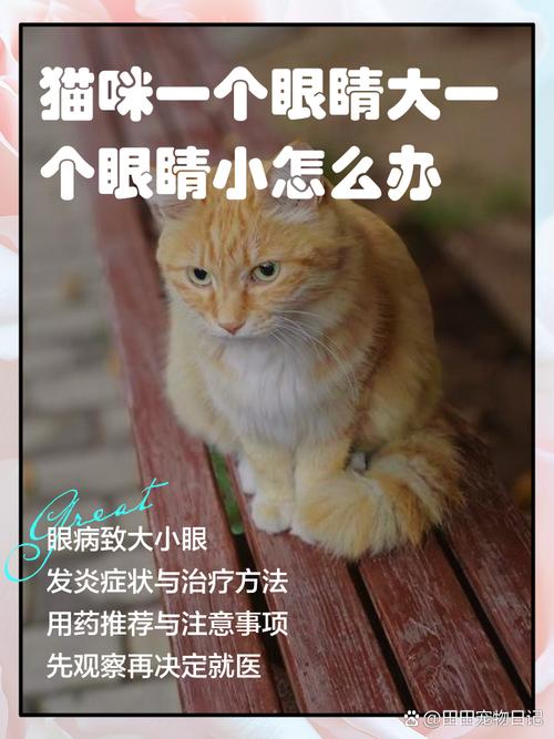 猫咪大小眼怎么处理_猫咪大小眼了是怎么回事-第4张图片-后鲨宠物 猫咪大小眼怎么处理_猫咪大小眼了是怎么回事-第4张图片-后鲨宠物
