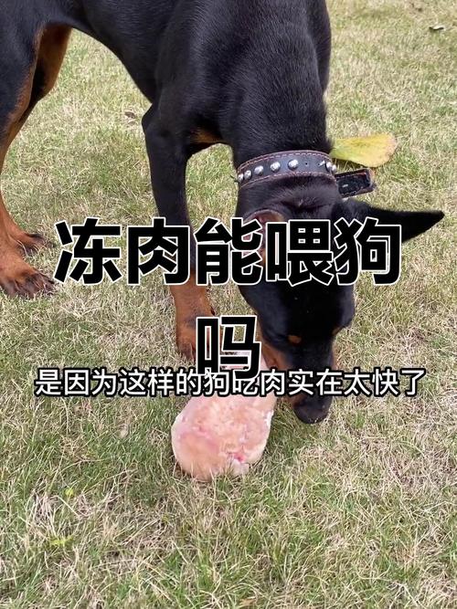 狗狗可以吃冰棒吗,狗狗能吃冰棍吗?-第1张图片-后鲨宠物 狗狗可以吃冰棒吗,狗狗能吃冰棍吗?-第1张图片-后鲨宠物