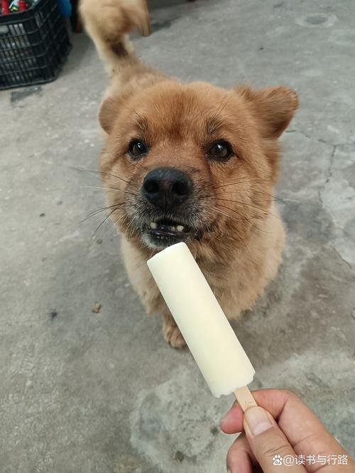 狗狗可以吃冰棒吗,狗狗能吃冰棍吗?-第2张图片-后鲨宠物 狗狗可以吃冰棒吗,狗狗能吃冰棍吗?-第2张图片-后鲨宠物
