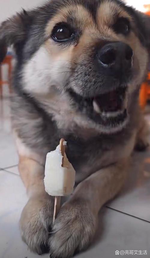 狗狗可以吃冰棒吗,狗狗能吃冰棍吗?-第3张图片-后鲨宠物 狗狗可以吃冰棒吗,狗狗能吃冰棍吗?-第3张图片-后鲨宠物