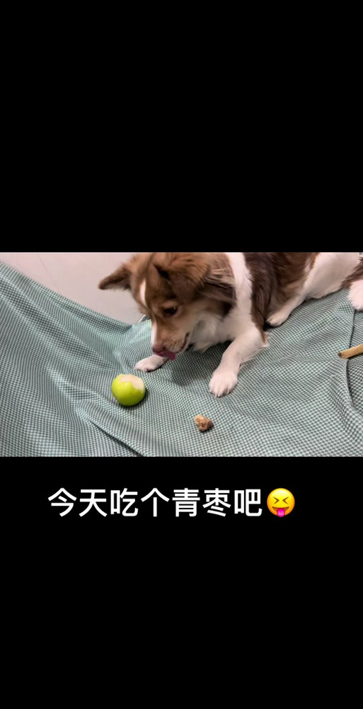 狗狗可以吃青枣吗,小狗狗可以吃青枣吗-第3张图片-后鲨宠物 狗狗可以吃青枣吗,小狗狗可以吃青枣吗-第3张图片-后鲨宠物