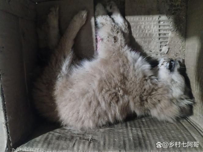 狗狗可以吃青枣吗,小狗狗可以吃青枣吗-第4张图片-后鲨宠物 狗狗可以吃青枣吗,小狗狗可以吃青枣吗-第4张图片-后鲨宠物