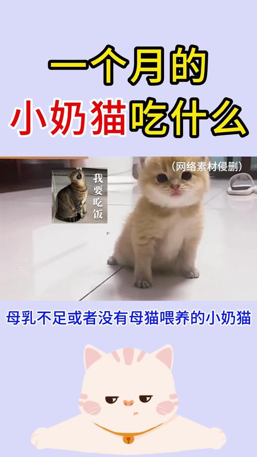 一个多月猫咪吃什么,一个多月猫咪吃什么水果-第3张图片-后鲨宠物 一个多月猫咪吃什么,一个多月猫咪吃什么水果-第3张图片-后鲨宠物