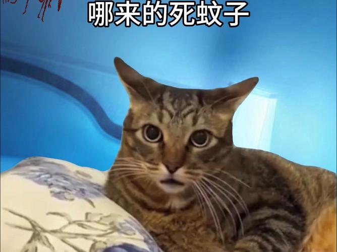  猫咪会被蚊子咬吗，猫被蚊子咬了会得寄生虫嘛