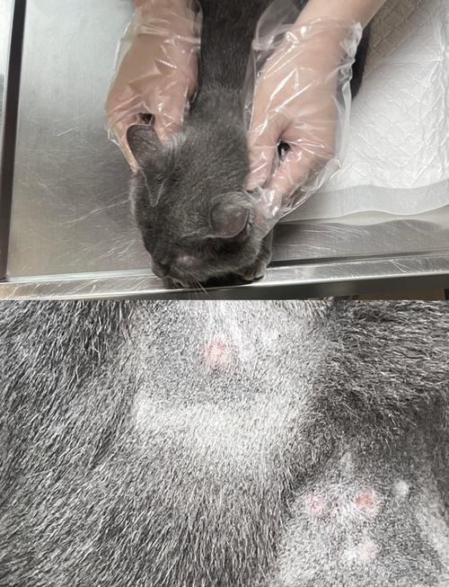  猫咪会被蚊子咬吗，猫被蚊子咬了会得寄生虫嘛-第3张图片-后鲨宠物