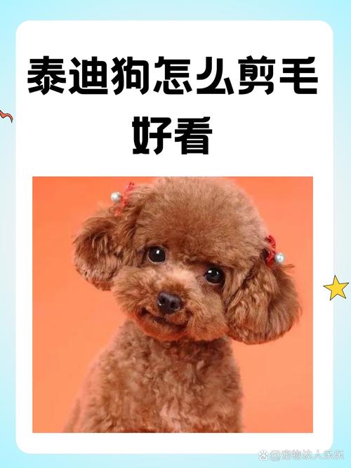 给泰迪狗狗剪毛教程，给泰迪狗狗剪毛教程 步骤？-第4张图片-后鲨宠物