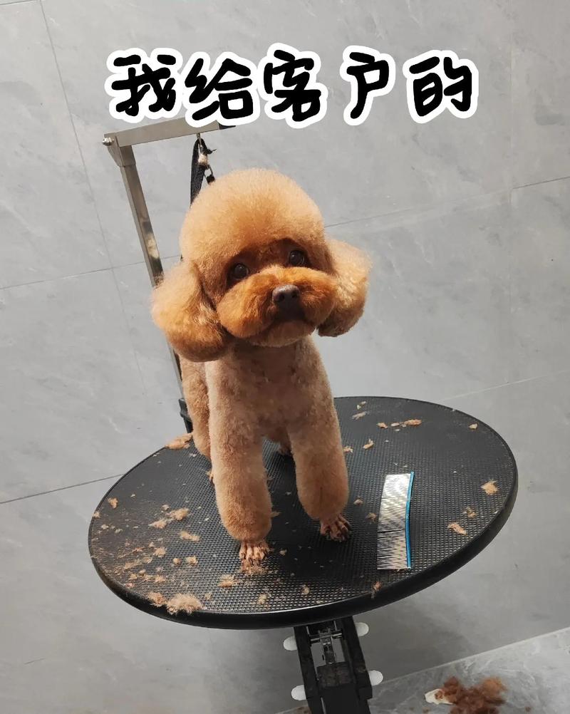 给泰迪狗狗剪毛教程，给泰迪狗狗剪毛教程 步骤？-第5张图片-后鲨宠物