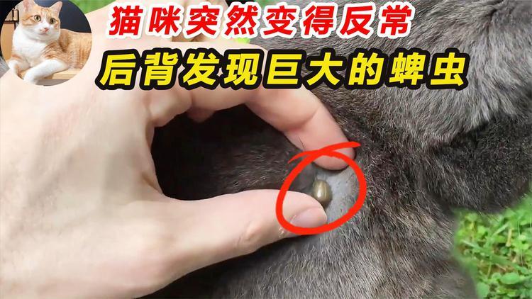 猫咪身上黑色的小虫,猫咪身上黑色的小虫子是什么?-第1张图片-后鲨宠物 猫咪身上黑色的小虫,猫咪身上黑色的小虫子是什么?-第1张图片-后鲨宠物