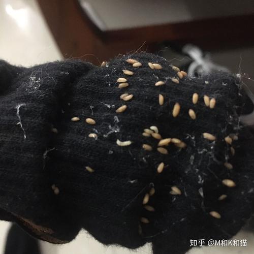 猫咪身上黑色的小虫,猫咪身上黑色的小虫子是什么?-第4张图片-后鲨宠物 猫咪身上黑色的小虫,猫咪身上黑色的小虫子是什么?-第4张图片-后鲨宠物