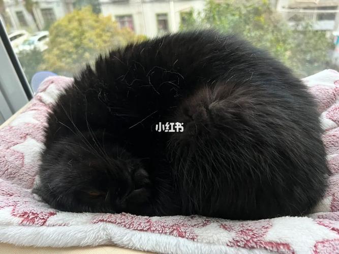 猫咪身上黑色的小虫,猫咪身上黑色的小虫子是什么?-第6张图片-后鲨宠物 猫咪身上黑色的小虫,猫咪身上黑色的小虫子是什么?-第6张图片-后鲨宠物