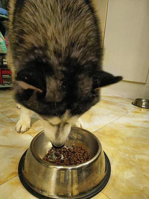  狗狗肚皮烫是怎么回事，狗狗肚皮发红发烫是什么原因?