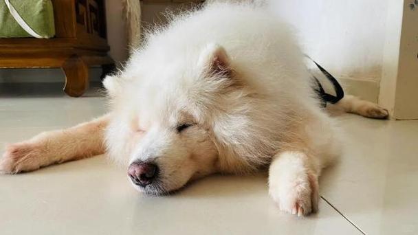 狗狗肚皮烫是怎么回事,狗狗肚皮发红发烫是什么原因?-第2张图片-后鲨宠物 狗狗肚皮烫是怎么回事,狗狗肚皮发红发烫是什么原因?-第2张图片-后鲨宠物