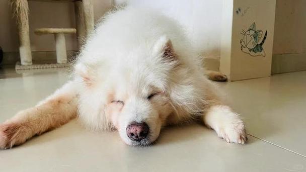 狗狗肚皮烫是怎么回事,狗狗肚皮发红发烫是什么原因?-第4张图片-后鲨宠物 狗狗肚皮烫是怎么回事,狗狗肚皮发红发烫是什么原因?-第4张图片-后鲨宠物