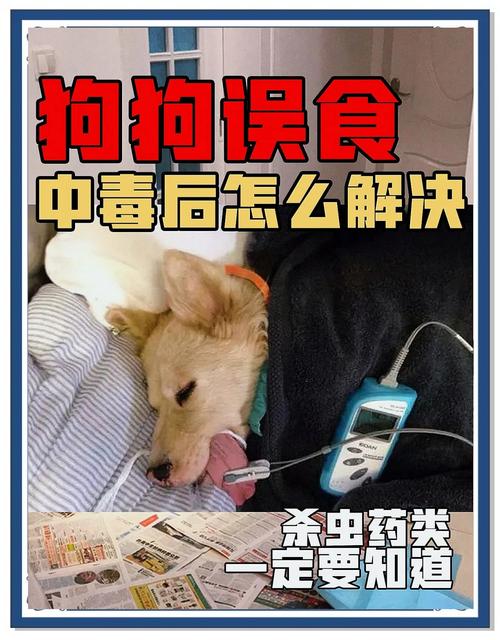 狗狗吃了蚂蚁药怎么办,狗狗吃了蚂蚁药会死吗-第1张图片-后鲨宠物 狗狗吃了蚂蚁药怎么办,狗狗吃了蚂蚁药会死吗-第1张图片-后鲨宠物