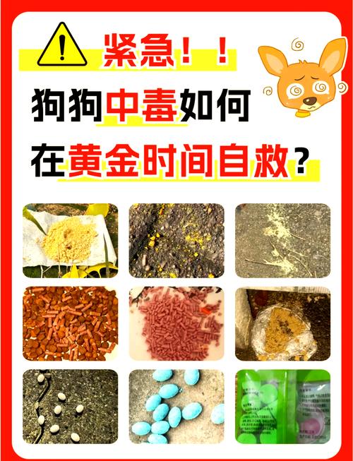 狗狗吃了蚂蚁药怎么办,狗狗吃了蚂蚁药会死吗-第4张图片-后鲨宠物 狗狗吃了蚂蚁药怎么办,狗狗吃了蚂蚁药会死吗-第4张图片-后鲨宠物