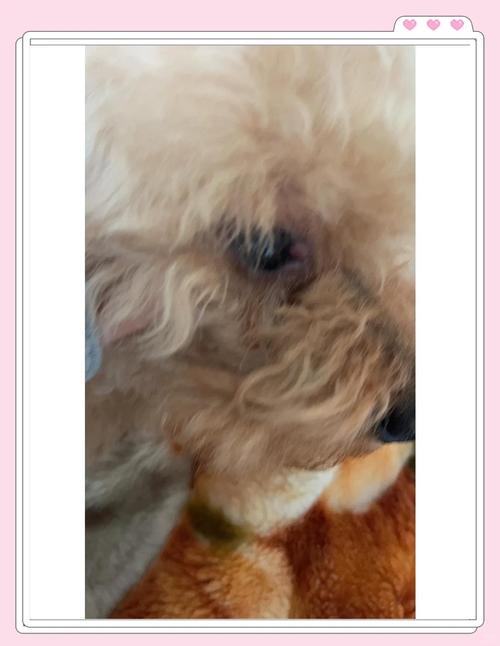 狗狗第三眼睑能自愈吗,狗第三眼睑突出是什么原因?-第1张图片-后鲨宠物 狗狗第三眼睑能自愈吗,狗第三眼睑突出是什么原因?-第1张图片-后鲨宠物