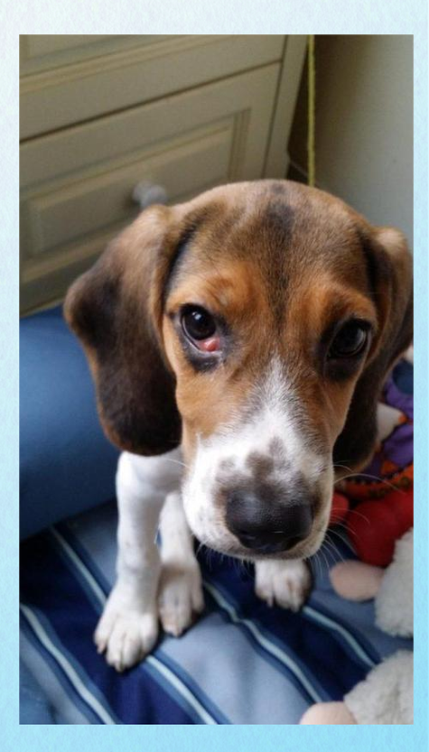 狗狗第三眼睑能自愈吗,狗第三眼睑突出是什么原因?-第3张图片-后鲨宠物 狗狗第三眼睑能自愈吗,狗第三眼睑突出是什么原因?-第3张图片-后鲨宠物