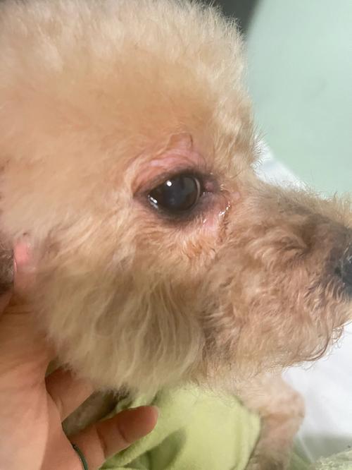 狗狗第三眼睑能自愈吗,狗第三眼睑突出是什么原因?-第4张图片-后鲨宠物 狗狗第三眼睑能自愈吗,狗第三眼睑突出是什么原因?-第4张图片-后鲨宠物