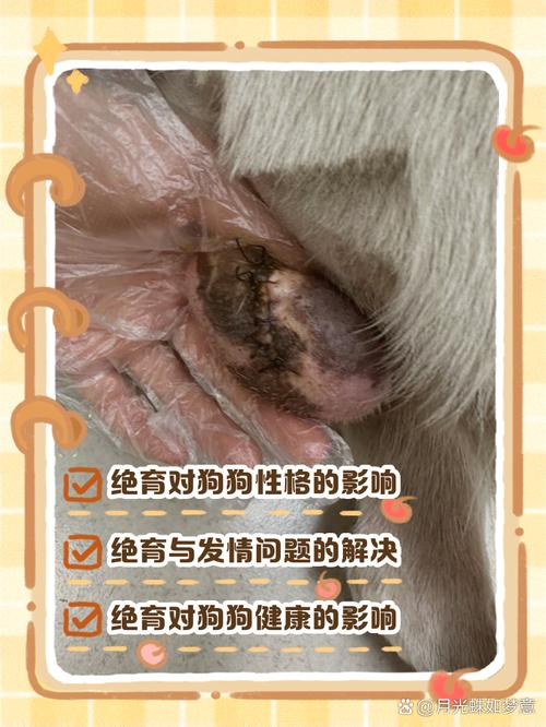 狗狗不绝育会怎么样，狗不绝育能活多久？