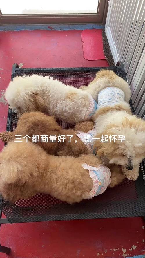 狗狗不绝育会怎么样，狗不绝育能活多久？-第3张图片-后鲨宠物