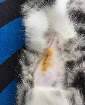 狗狗不绝育会怎么样，狗不绝育能活多久？-第5张图片-后鲨宠物