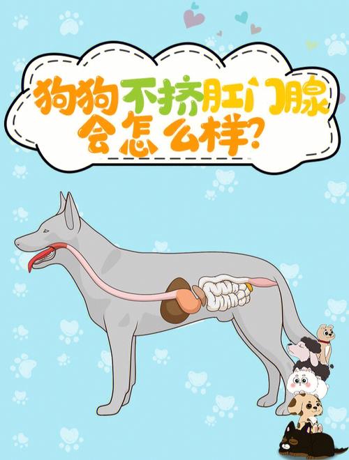  狗狗肛门腺不挤会怎样，狗狗肛门腺不挤可以吗-第2张图片-后鲨宠物