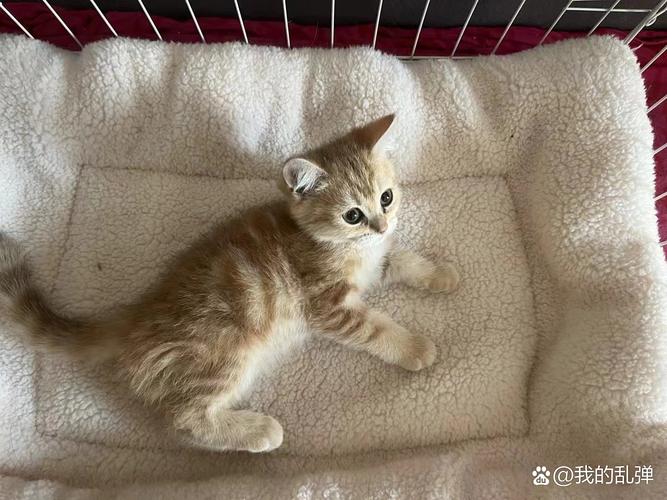 两个月大猫咪能洗澡吗_两个月大猫咪能洗澡吗-第2张图片-后鲨宠物 两个月大猫咪能洗澡吗_两个月大猫咪能洗澡吗-第2张图片-后鲨宠物