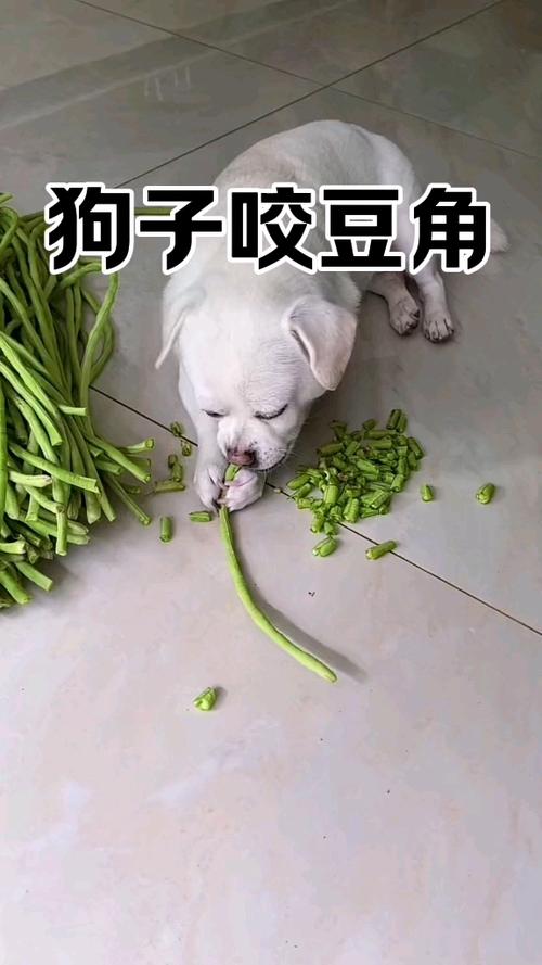 狗狗能吃豆角吗_狗子可以吃豆角嘛-第1张图片-后鲨宠物 狗狗能吃豆角吗_狗子可以吃豆角嘛-第1张图片-后鲨宠物
