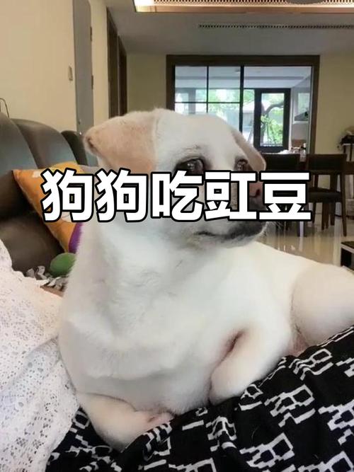 狗狗能吃豆角吗_狗子可以吃豆角嘛-第2张图片-后鲨宠物 狗狗能吃豆角吗_狗子可以吃豆角嘛-第2张图片-后鲨宠物