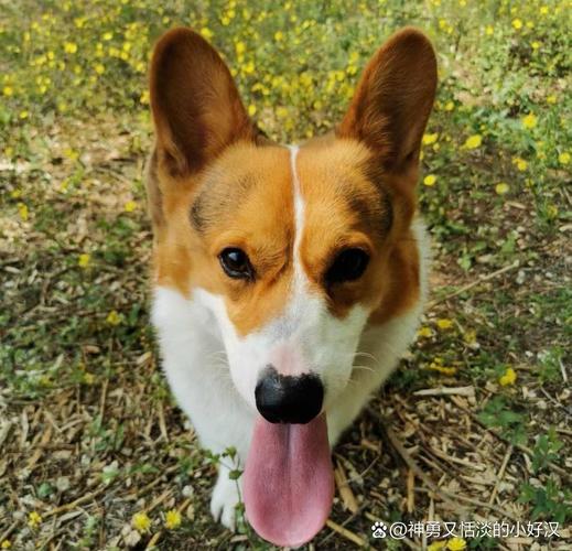 狗狗能吃豆角吗_狗子可以吃豆角嘛-第3张图片-后鲨宠物 狗狗能吃豆角吗_狗子可以吃豆角嘛-第3张图片-后鲨宠物