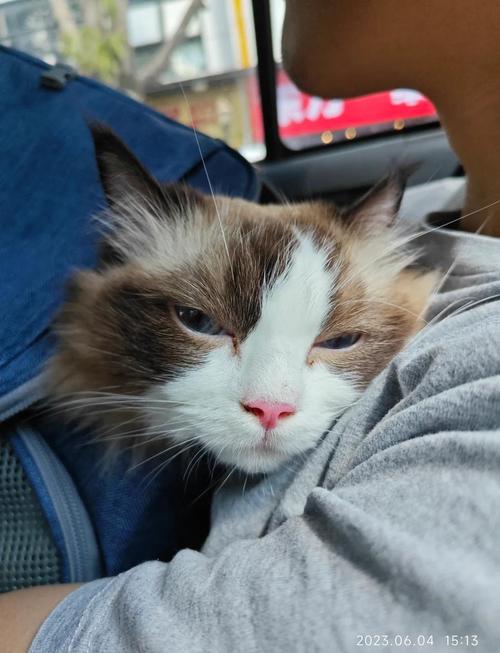 猫咪突然没精神总睡觉,猫咪突然没精神总睡觉声音嘶哑怕冷-第2张图片-后鲨宠物 猫咪突然没精神总睡觉,猫咪突然没精神总睡觉声音嘶哑怕冷-第2张图片-后鲨宠物