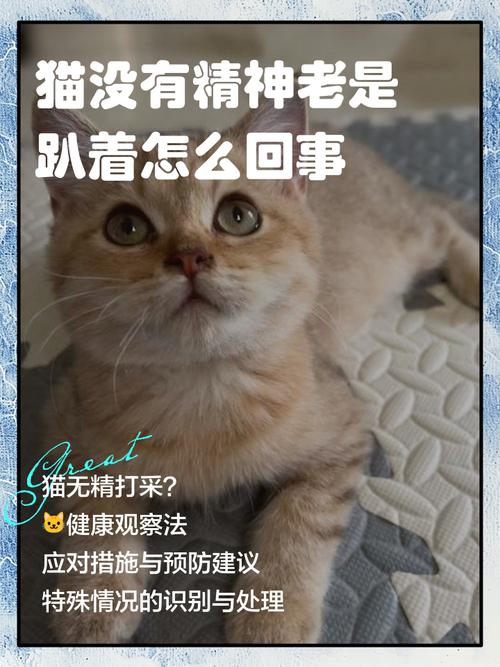 猫咪突然没精神总睡觉,猫咪突然没精神总睡觉声音嘶哑怕冷-第3张图片-后鲨宠物 猫咪突然没精神总睡觉,猫咪突然没精神总睡觉声音嘶哑怕冷-第3张图片-后鲨宠物