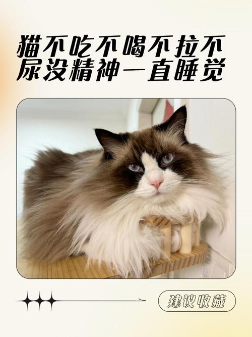 猫咪突然没精神总睡觉,猫咪突然没精神总睡觉声音嘶哑怕冷-第4张图片-后鲨宠物 猫咪突然没精神总睡觉,猫咪突然没精神总睡觉声音嘶哑怕冷-第4张图片-后鲨宠物