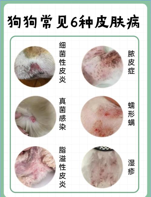  狗狗得了皮肤病会传染人吗，狗狗得了皮肤病会传染给别的狗狗吗-第2张图片-后鲨宠物