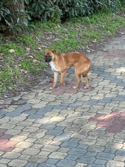 狗狗夹尾巴是怎么回事,狗狗夹尾巴是怎么回事发抖?-第1张图片-后鲨宠物 狗狗夹尾巴是怎么回事,狗狗夹尾巴是怎么回事发抖?-第1张图片-后鲨宠物