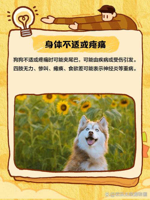 狗狗夹尾巴是怎么回事,狗狗夹尾巴是怎么回事发抖?-第2张图片-后鲨宠物 狗狗夹尾巴是怎么回事,狗狗夹尾巴是怎么回事发抖?-第2张图片-后鲨宠物