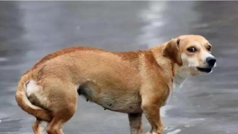 狗狗夹尾巴是怎么回事,狗狗夹尾巴是怎么回事发抖?-第3张图片-后鲨宠物 狗狗夹尾巴是怎么回事,狗狗夹尾巴是怎么回事发抖?-第3张图片-后鲨宠物